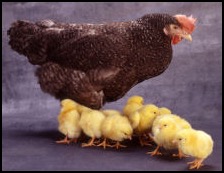 Rhode Island Red hen with chicks